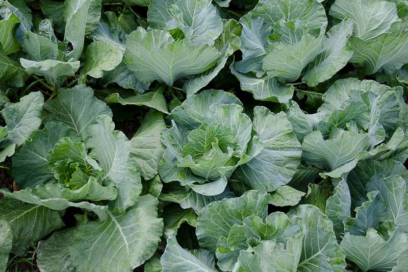 A close up horizontal image of rows of cauliflowers growing in the garden.