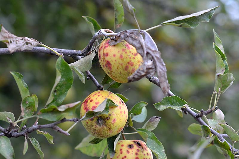 A close up horizontal image of apples growing in the garden suffering from disease pictured on a soft focus background.