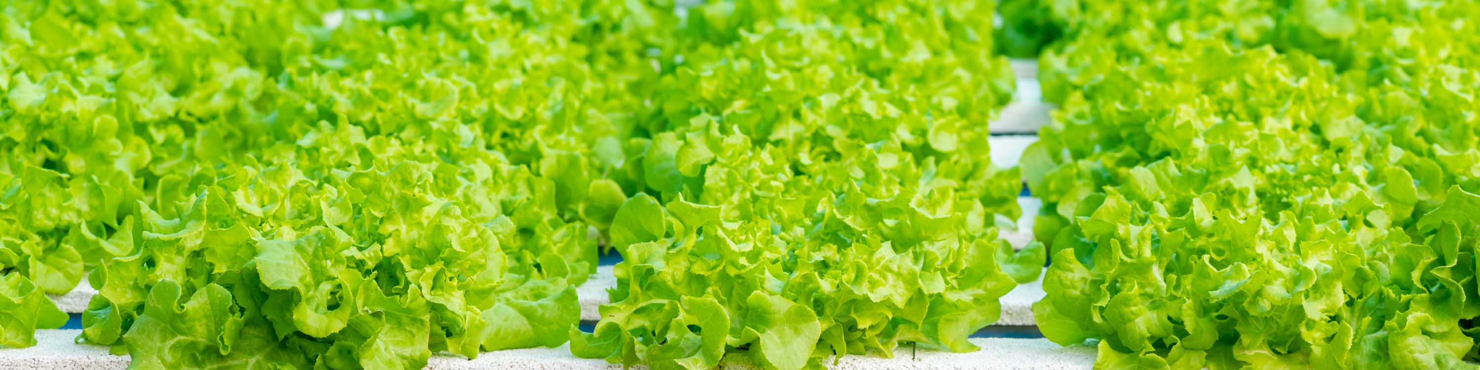 Green leaf lettuce being grown indoors under lights and in hydroponic trays.