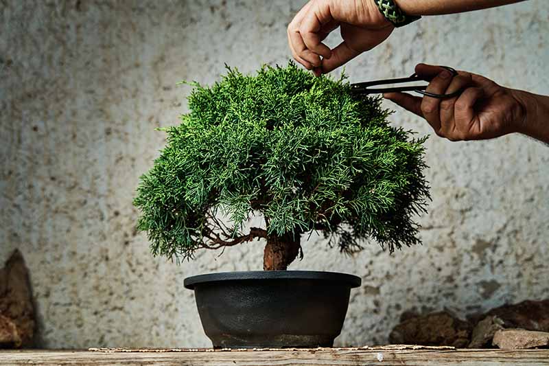 A close up horizontal image of two hands from the top of the frame using a pair of pruners to tend to a small bonsai tree pictured on a soft focus background.
