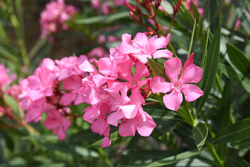 A close up horizontal image of bright pink oleander flowers growing in the garden pictured in bright sunshine with foliage in soft focus in the background.