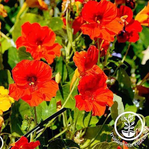 A close up of the bright red flowers of Tropaeolum 'Jewel' pictured in bright sunshine. To the bottom right of the frame is a white circular logo with text.