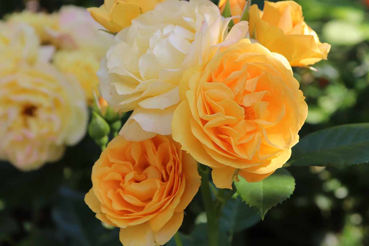A close up horizontal image of yellow 'Julia Child' roses growing in light sunshine.