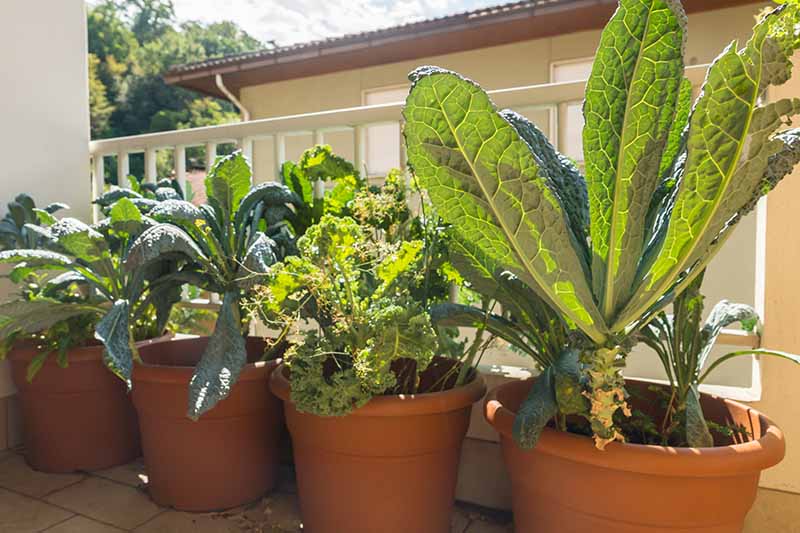 A close up of four terra cotta pots with Tuscan and curly kale growing in the bright sunshine on a balcony. The plants have large leaves in various shades of green, the background is white railings and a house behind.