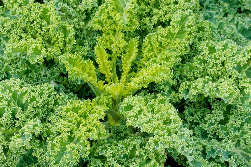A close up of a healthy Brassica Oleracea plant growing, the small tender leaves in the center and larger, curly leaves around the edges, in bright light.