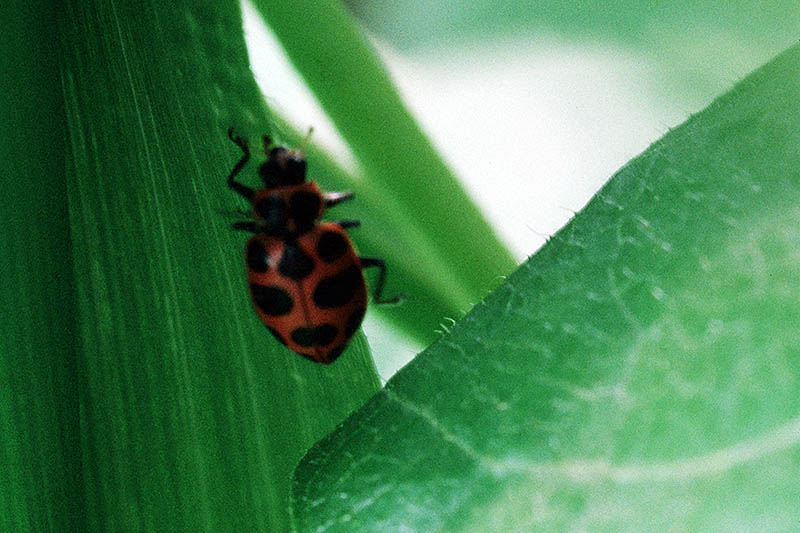 A close up of a red and black spotted beetle on a green leaf on a soft focus background.