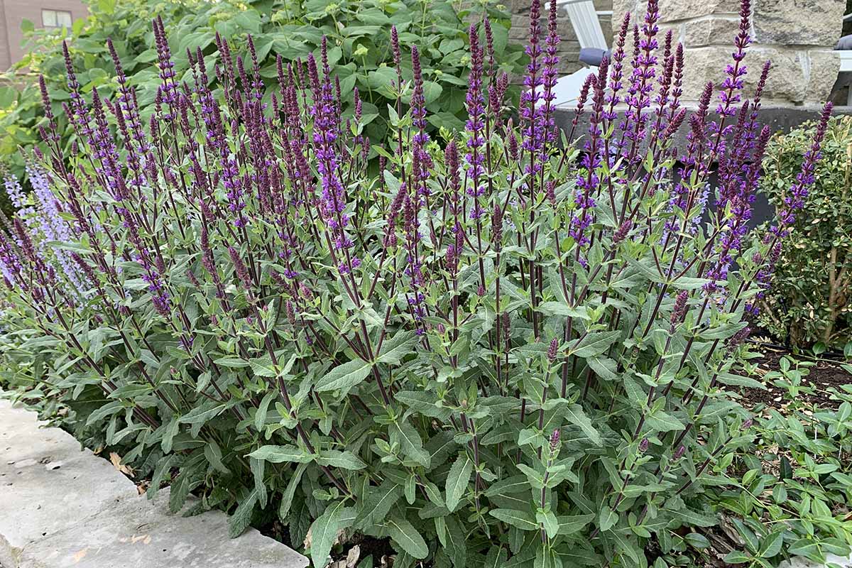 A close up horizontal image of a large clump of flowering salvia growing in a garden border.