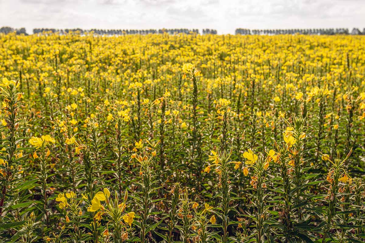 A horizontal image of a large field of Oenothera flowers.