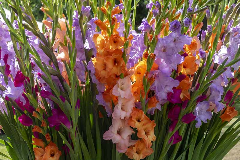 A close up horizontal image of a large swath of purple, orange, and pink gladioli flowers growing in light sunshine.