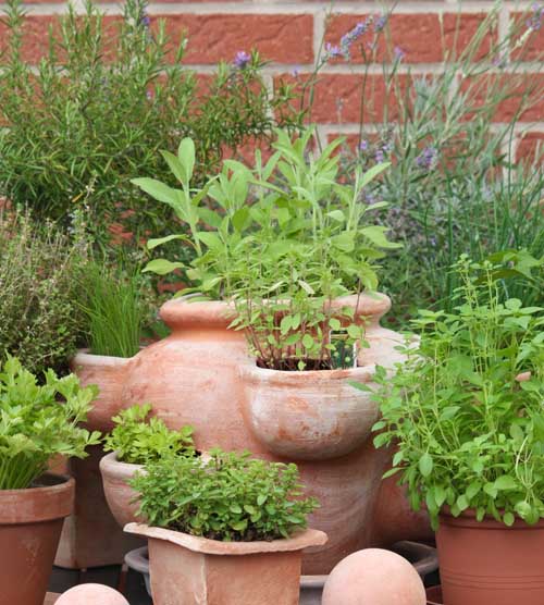 Terracotta pots full of herb plants.