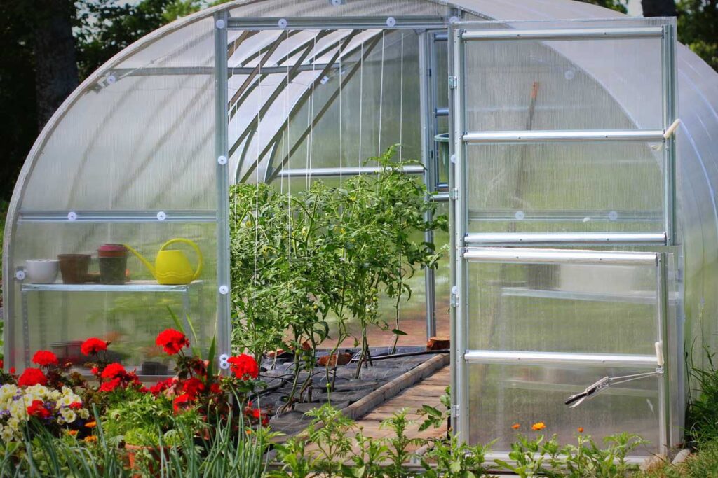 A backyard personal greenhouse with tomato plants growing on the inside.
