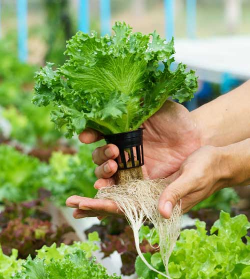 Human hand holding a freshly harvested, hydroponically-grown lettuce plant.