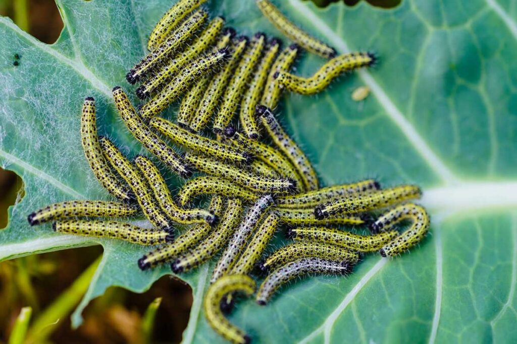 Caterpillars on a cabbage leaf.