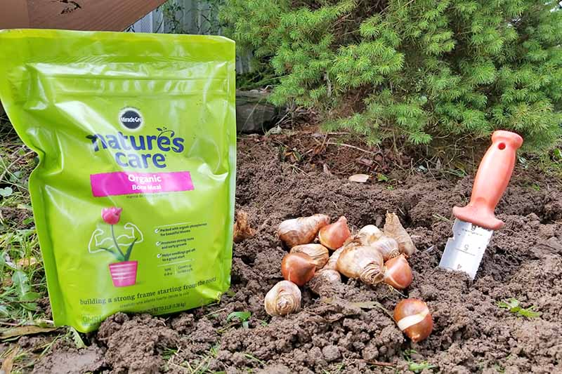 A light green plastic bag of MiracleGro organic bone meal to the left of a pile of brown flower bulbs and a garden knife with an orange handle, in loose brown soil, with an evergreen in the background.