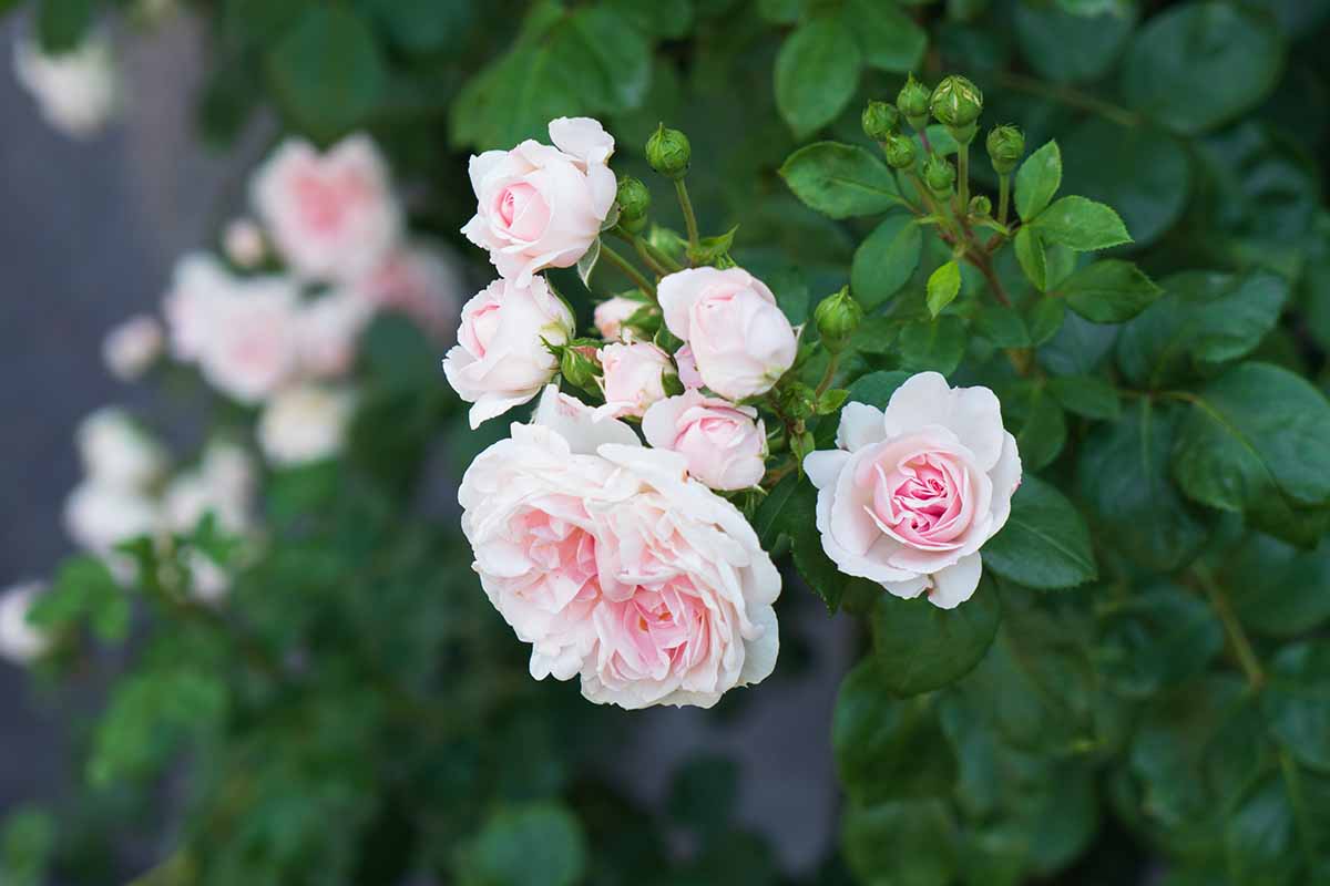 A close up horizontal image of 'Cinderella' roses growing in the garden pictured on a soft focus background.