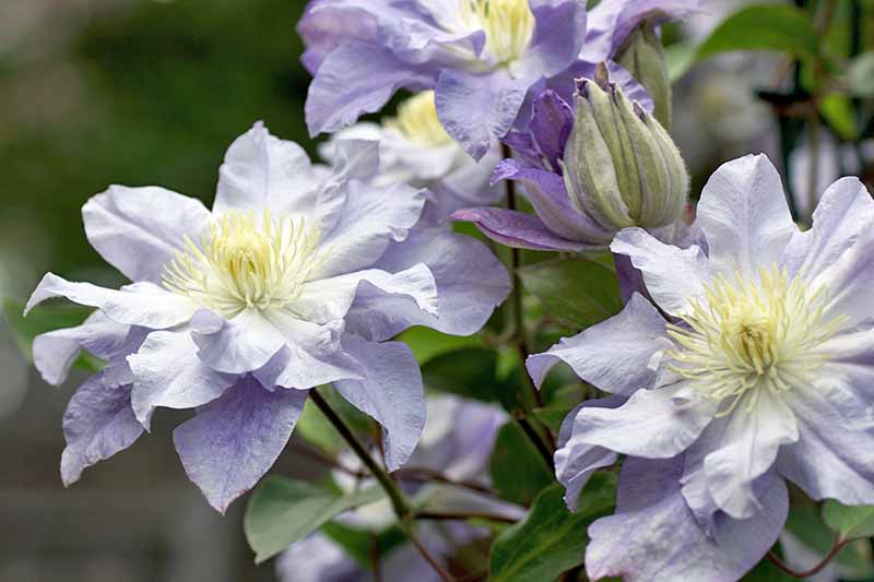 A close up of light purple clematis flowers, with one bud closed. The background is soft focus green leaves and vegetation.