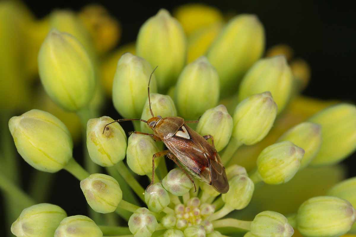A close up horizontal image of a lygus bug infesting a flower.