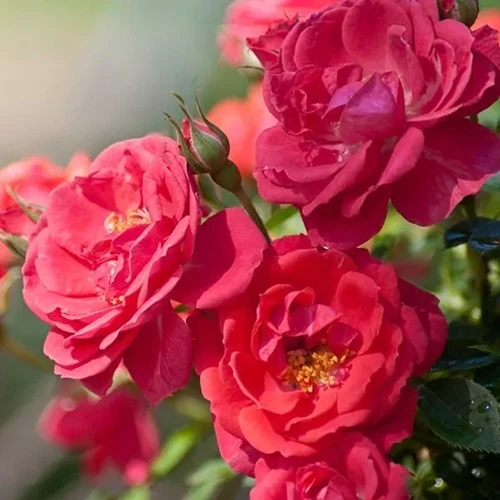 A square image of red 'Mango Salsa' roses growing in the garden pictured in light sunshine on a soft focus background.