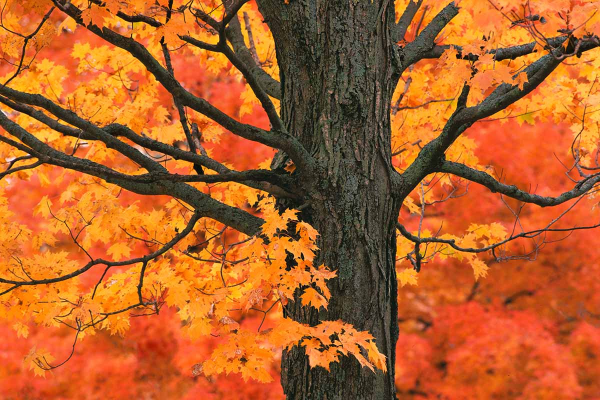 A close up horizontal image of a maple tree with dramatic fall foliage.