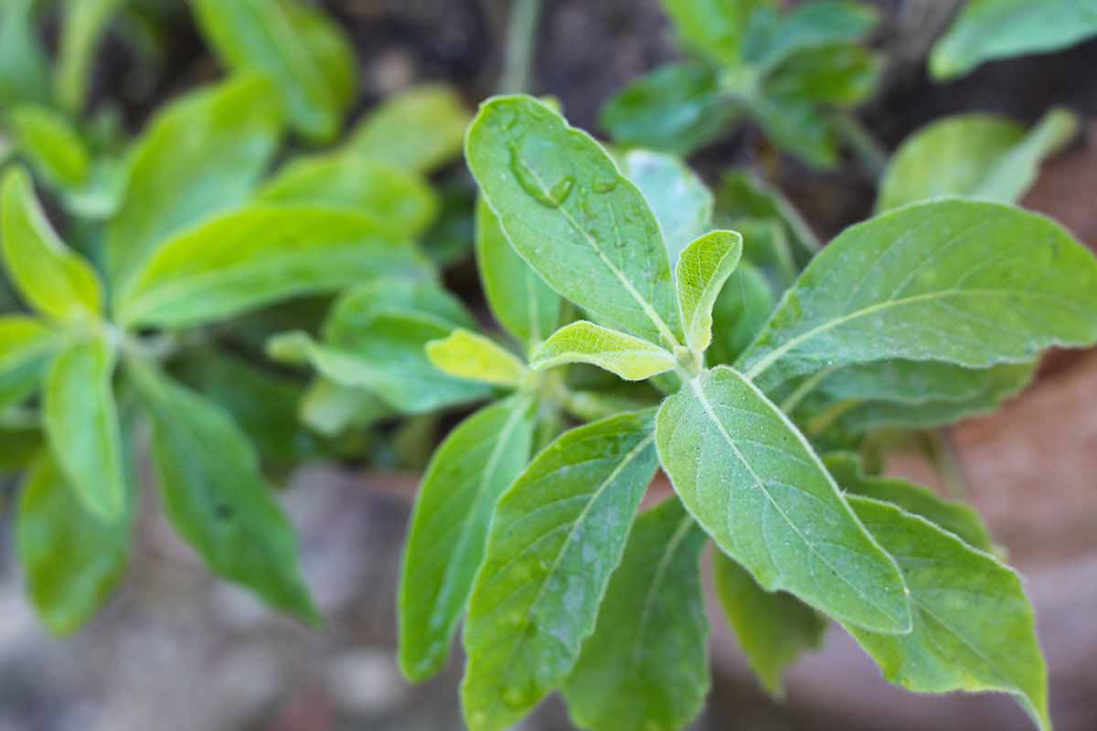 A close up horizontal image of the foliage of a Mexican honeysuckle (Justicia spicigera) shrub pictured on a soft focus background.