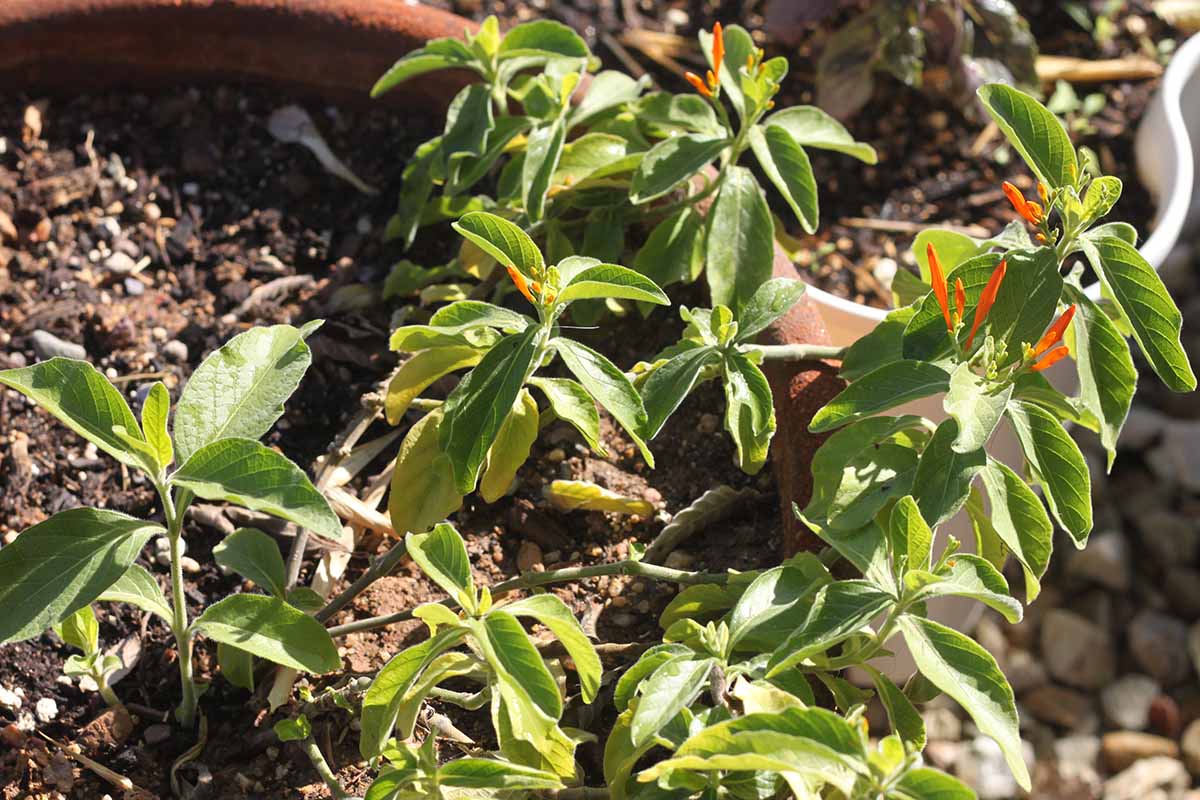 A horizontal image of Justicia spicigera aka Mexican honeysuckle seedlings in a terra cotta pot pictured in light sunshine.