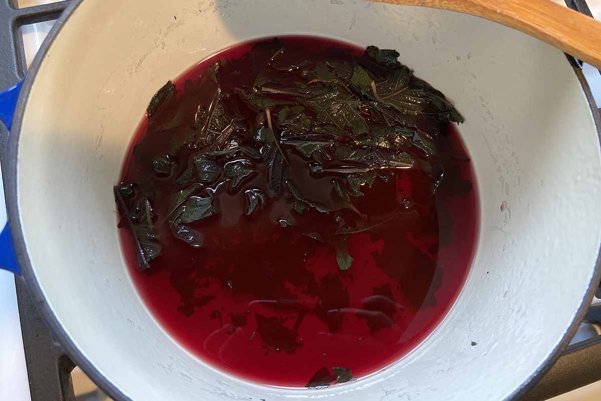 A close up horizontal image of leaves of Mexican honeysuckle steeping in water to create a natural fabric dye.