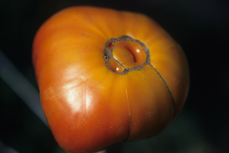 A close up of a ripe red tomato suffering from a condition known as catface that causes scarring and disfigurement.
