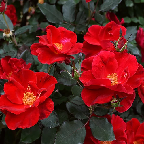 A close up square image of red 'Miracle on the Hudson' roses growing in a container.