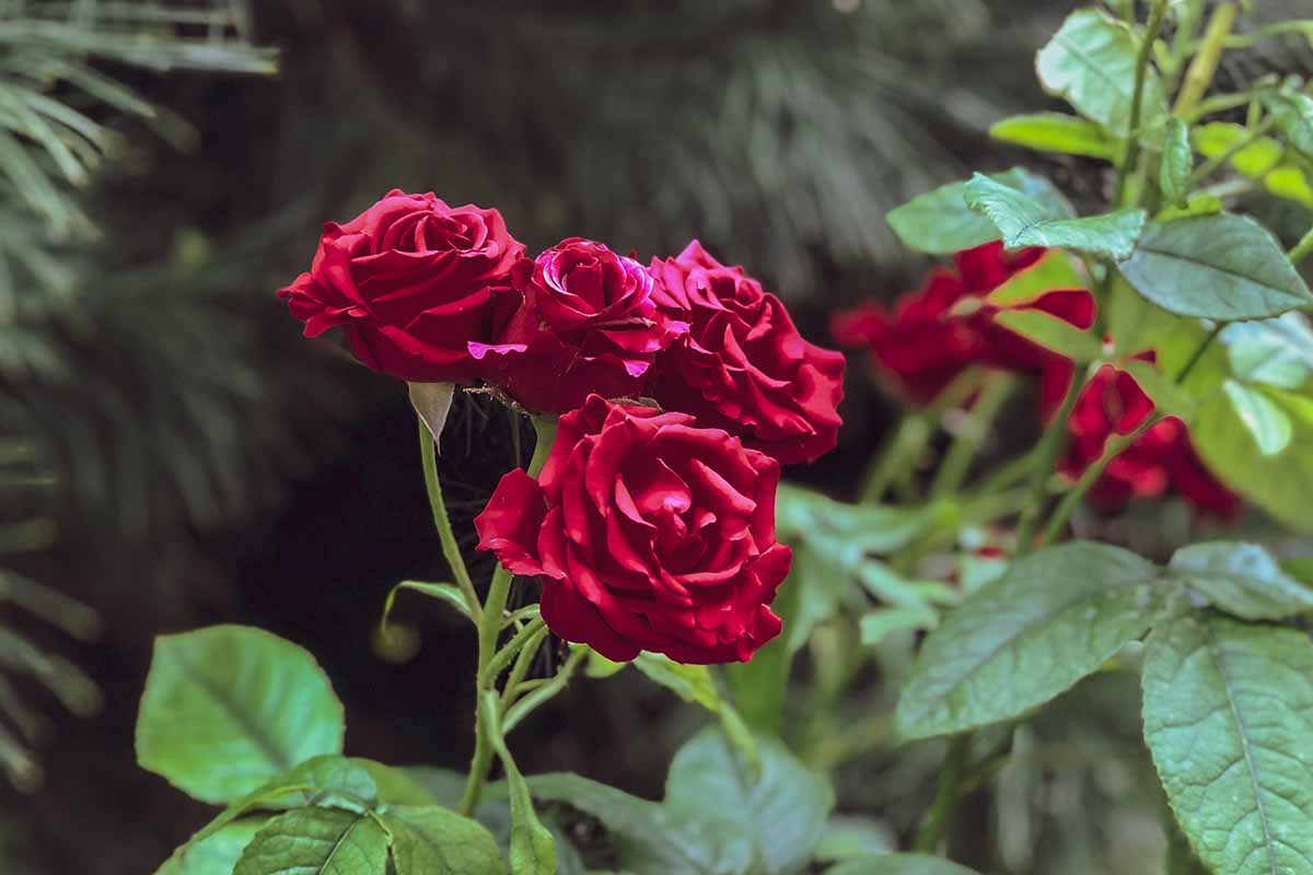 A close up horizontal image of red 'Mister Lincoln' roses growing in the garden pictured on a soft focus background.
