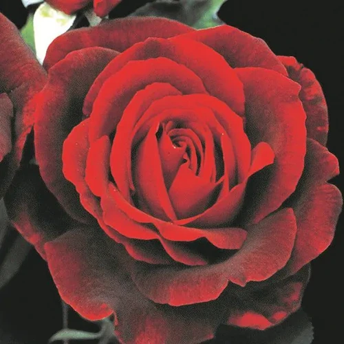 A close up square image of a single 'Mister Lincoln' rose pictured on a dark background.