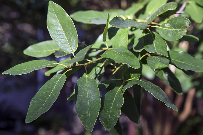 Consider adding a Mexican White Oak tree to your landscape | GardenersPath.com