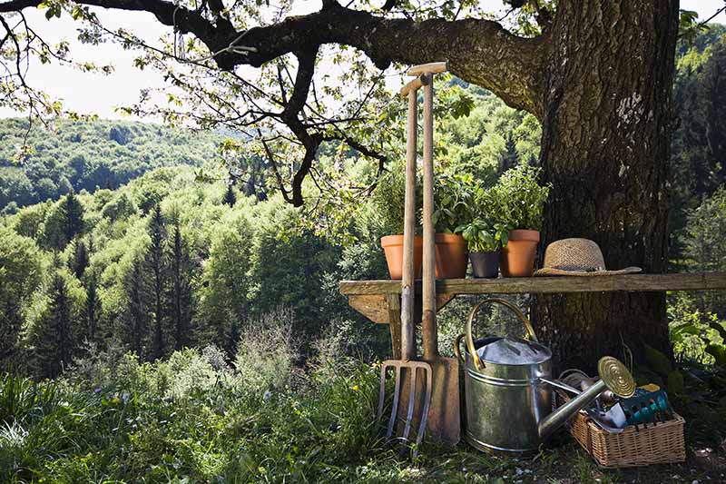 A horizontal image of gardening tools underneath a tree with trees in the background.