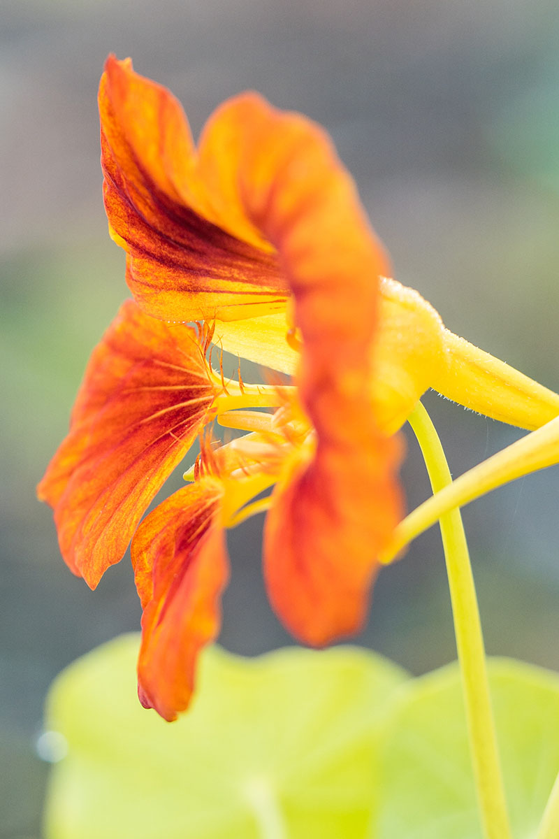 A close up vertical picture of an orange and red nasturtium flower on a soft focus background.