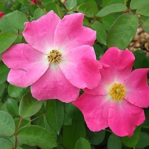 A square image of two pink 'Nearly Wild' roses with foliage in the background.