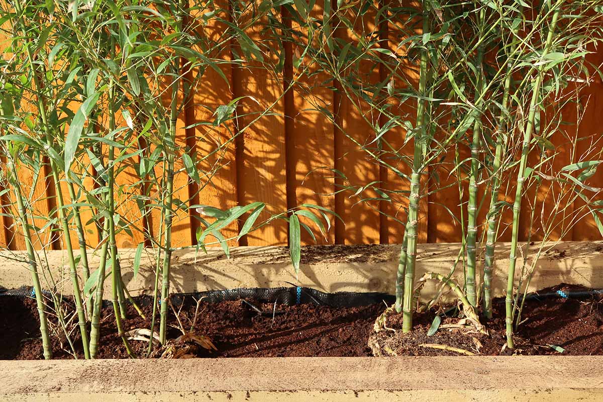 A horizontal image of newly transplanted bamboo plants, growing in a rectangular wooden planter outdoors.