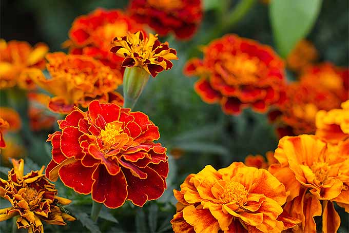 Grow marigolds in your garden | GardenersPath.com