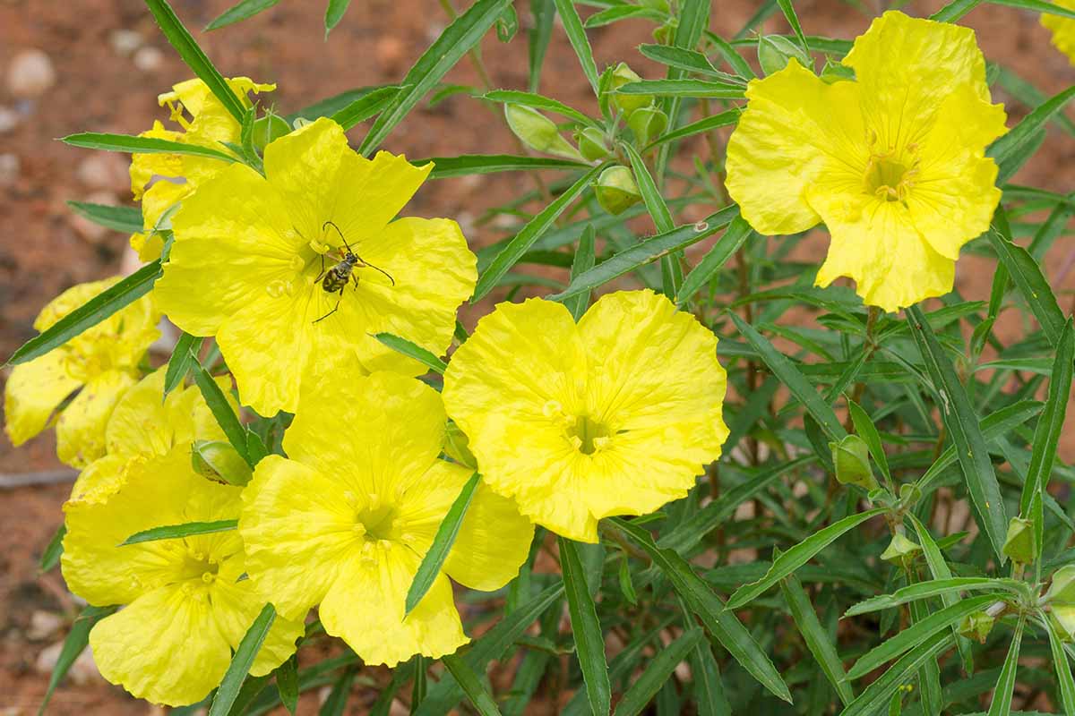 A close up horizontal image of yellow Oenothera berlandieri flowers growing in the garden.