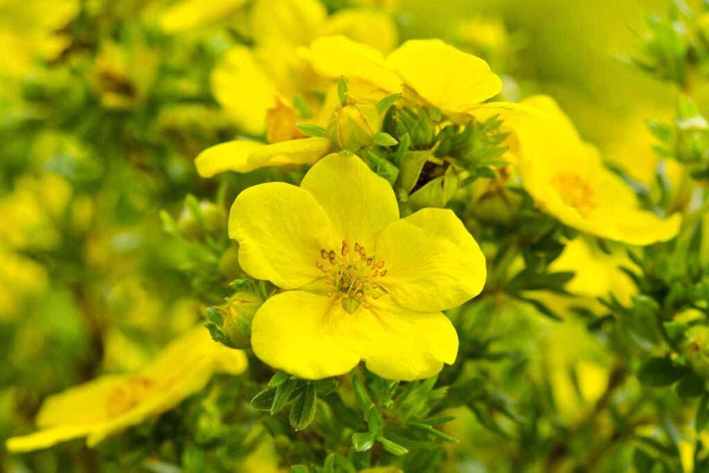 A close up horizontal image of yellow Oenothera flowers growing in the garden pictured on a soft focus background.