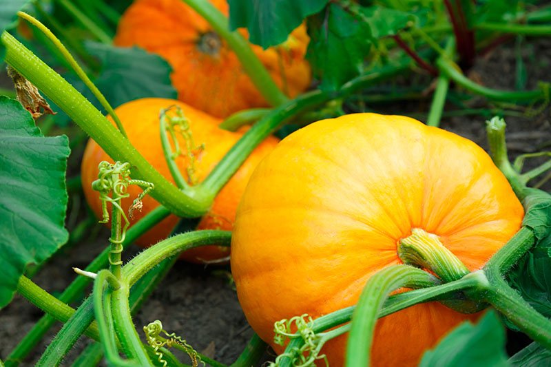 A close up of two pumpkins growing on the vine, resting on the soil in the summer garden. In the background is foliage and soil in soft focus.