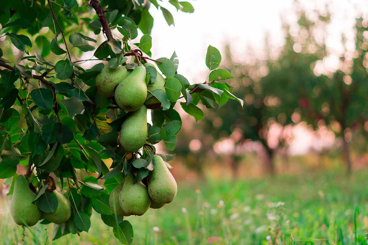 A horizontal image of fruit trees in an orchard in light evening sunshine.