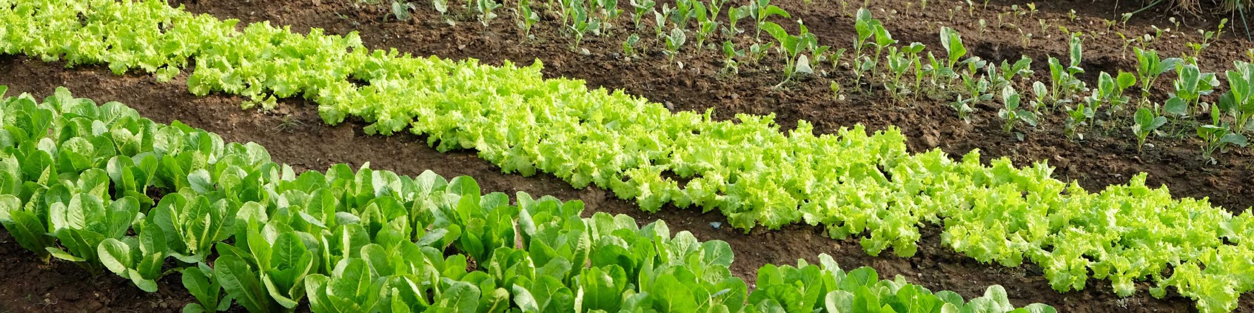 An organic vegetable garden featuring lettuce and other leafy greens.