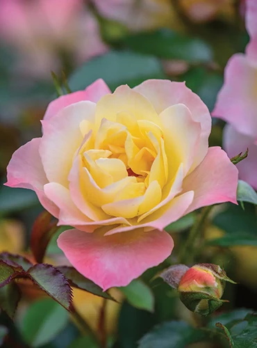 A close up of a single pink and yellow 'Oso Easy' flower pictured on a soft focus background.