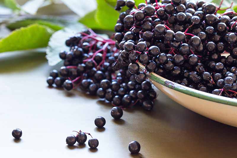 On the right of the image, dark purple elderberries, still on the light purple stems, overflow from an enamel bowl onto a wooden surface. Soft focus leaves in the background.
