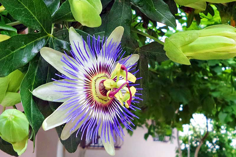 A close up of a passionflower growing on the vine with light colored petals and a blue, white, and red crown, surrounded by foliage, with a house in soft focus in the background.