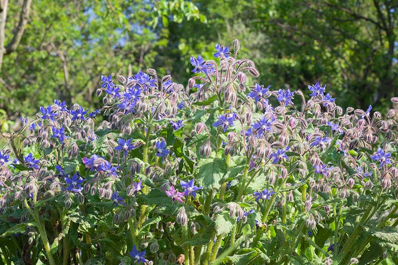 A close up of a patch of Borago officinalis growing in the garden with blue flowers contrasting with the green foliage, pictured in bright sunshine.