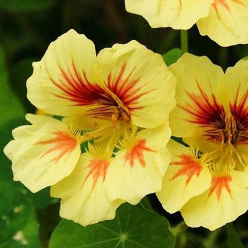 A close up of the yellow flowers of Tropaeolum 'Peach Melba,' with red throats, on a soft focus background.