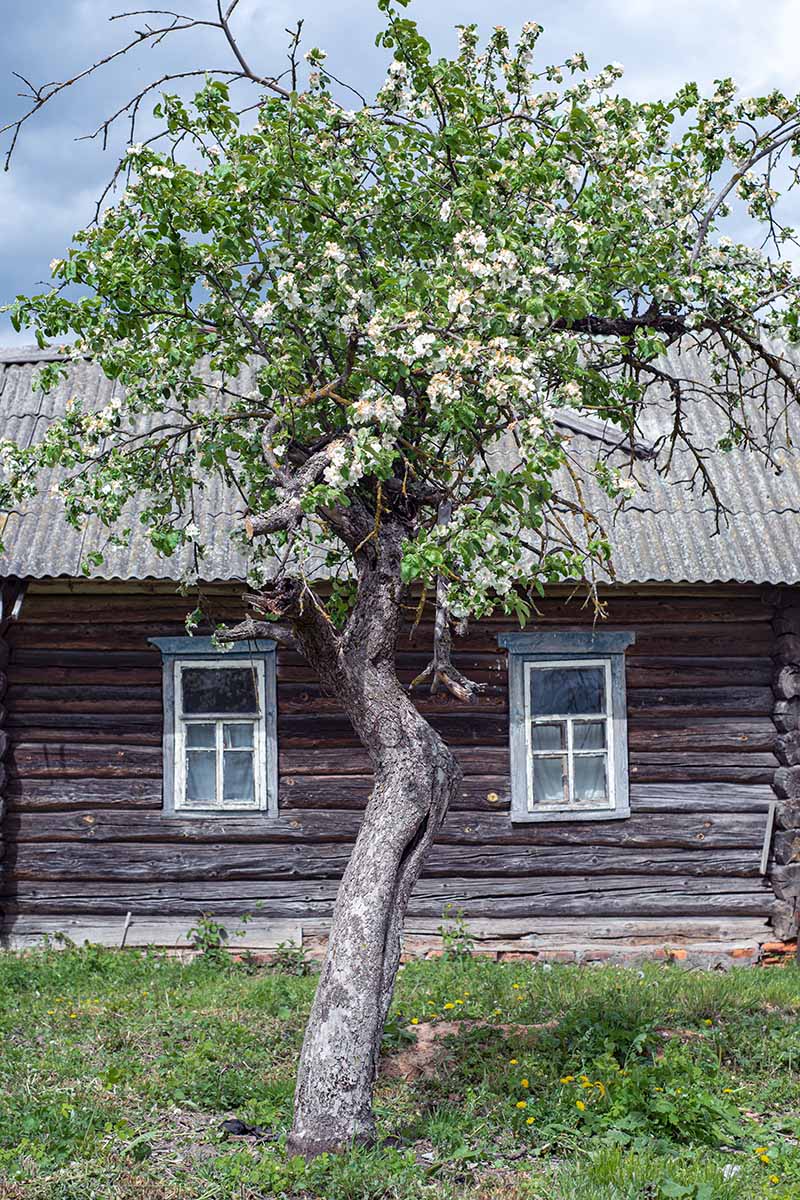 A vertical image of a Pyrus in bloom growing outside an old wooden home.