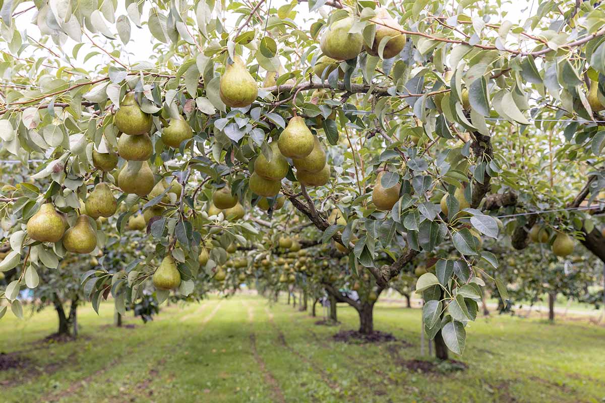 A horizontal image of rows of pear trees in a home orchard, with ripe fruits hanging from the branches.
