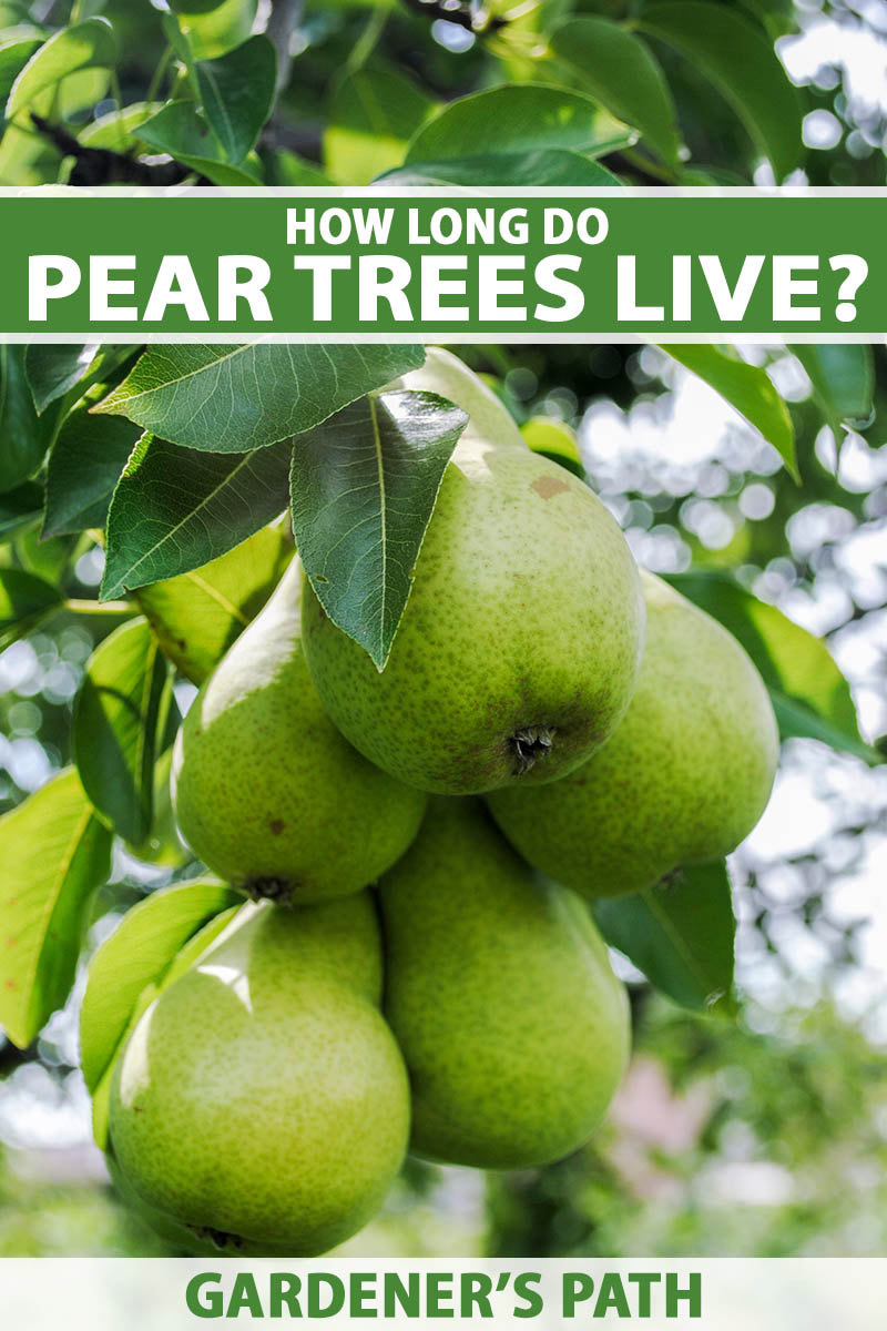 A close up vertical image of a bunch of pears ripening on the tree pictured on a soft focus background. To the top and bottom of the frame is green and white printed text.