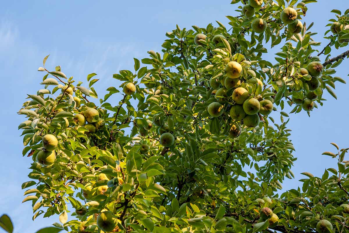 A horizontal image into the canopy of a pear tree with fruits ripening, pictured on a blue sky background.